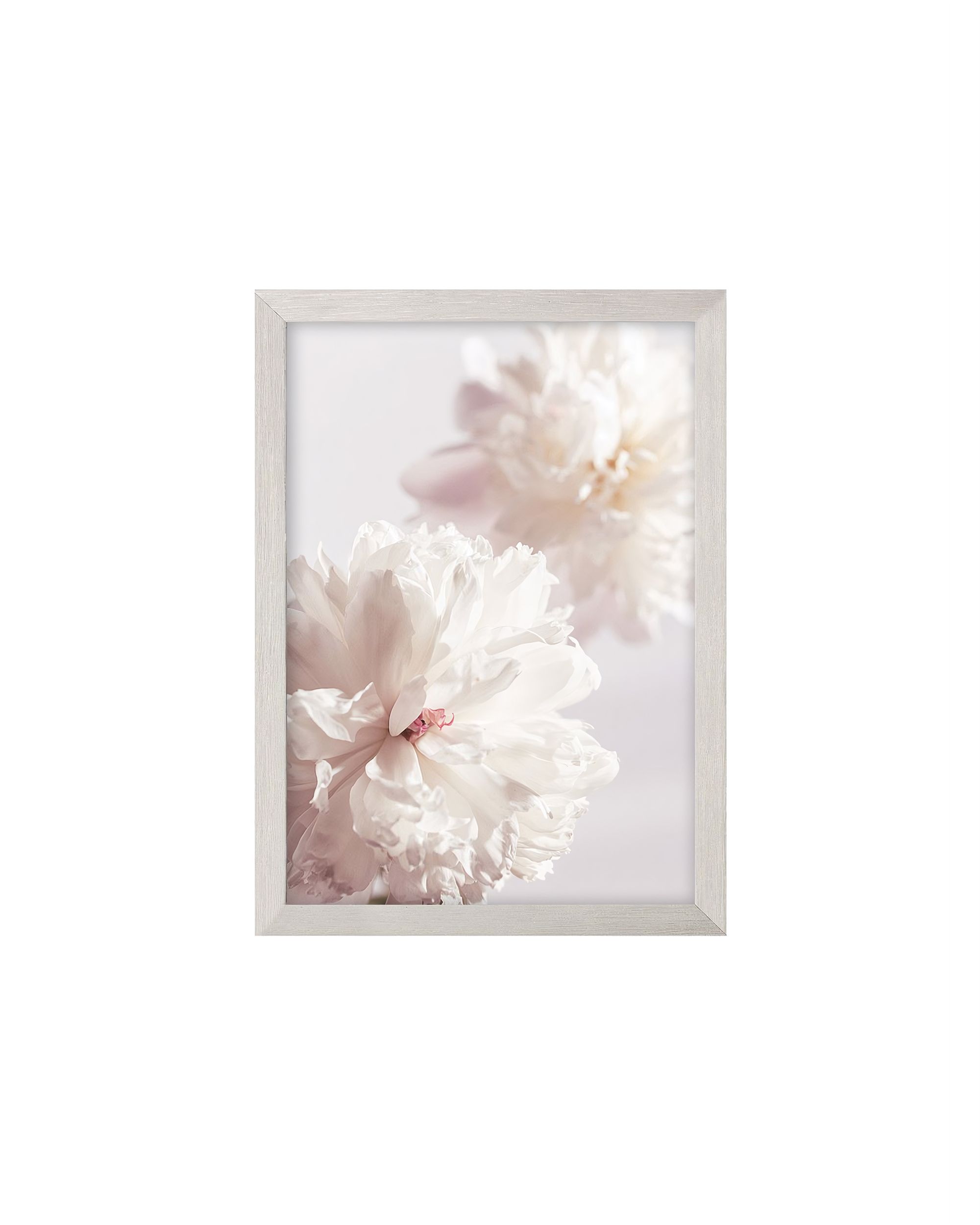 Obraz Peony II 21x30cm silver