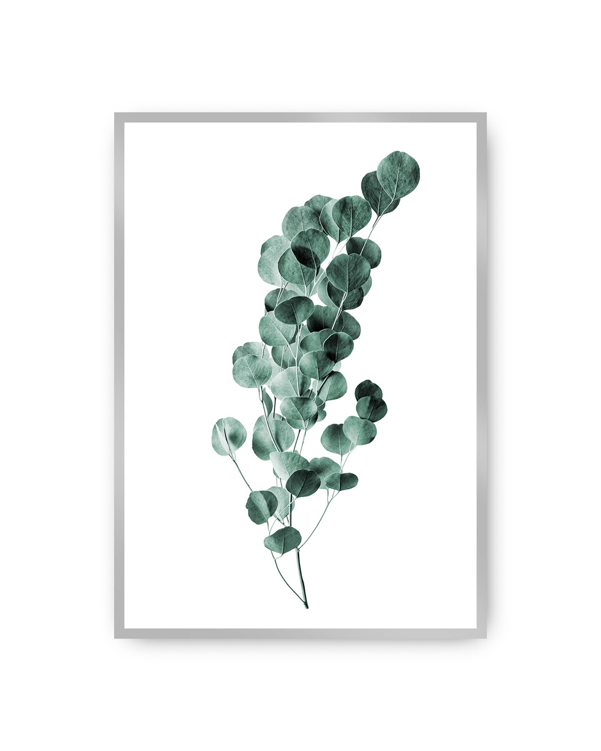 Plakat Eucalyptus Emerald Green