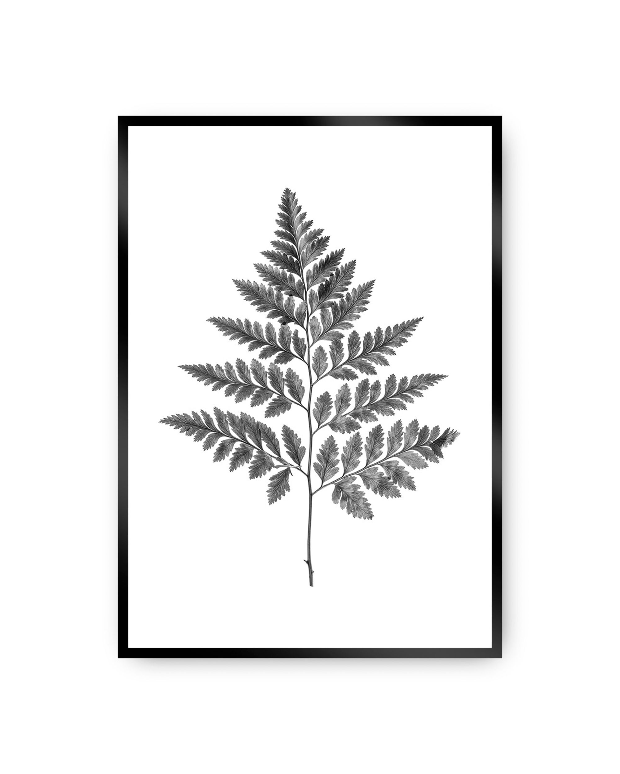 Plakat Fern Grey