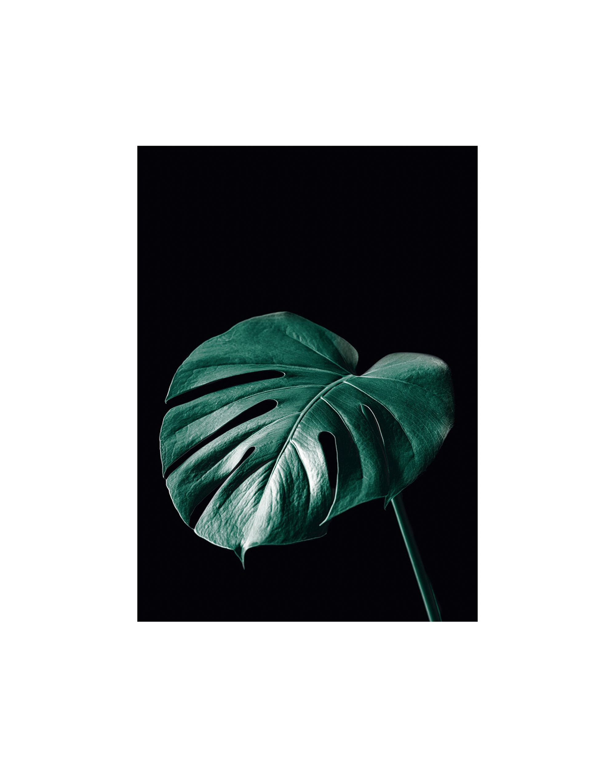 Plakat Dark Monstera