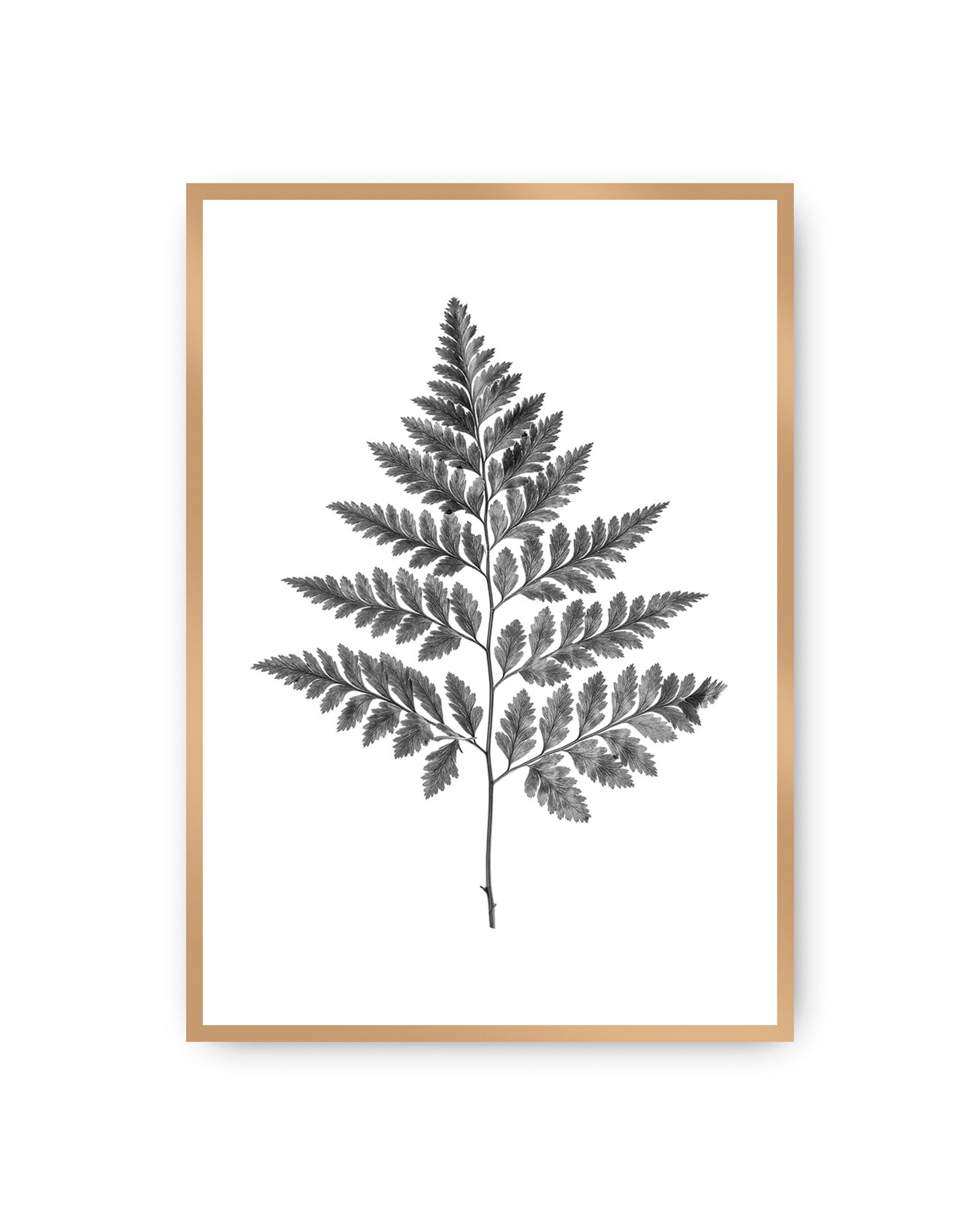 Plakat Fern Grey