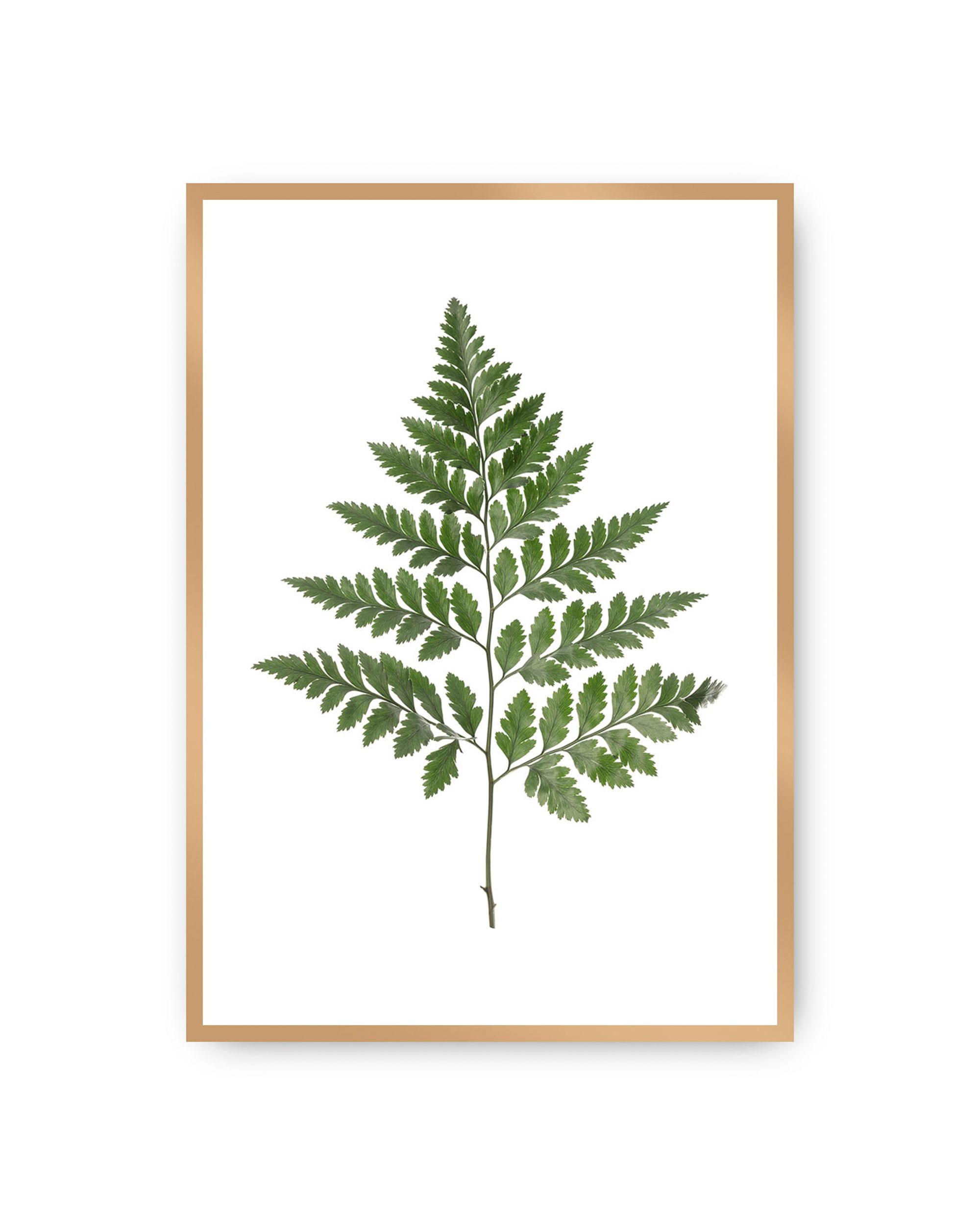 Plakat Fern Green