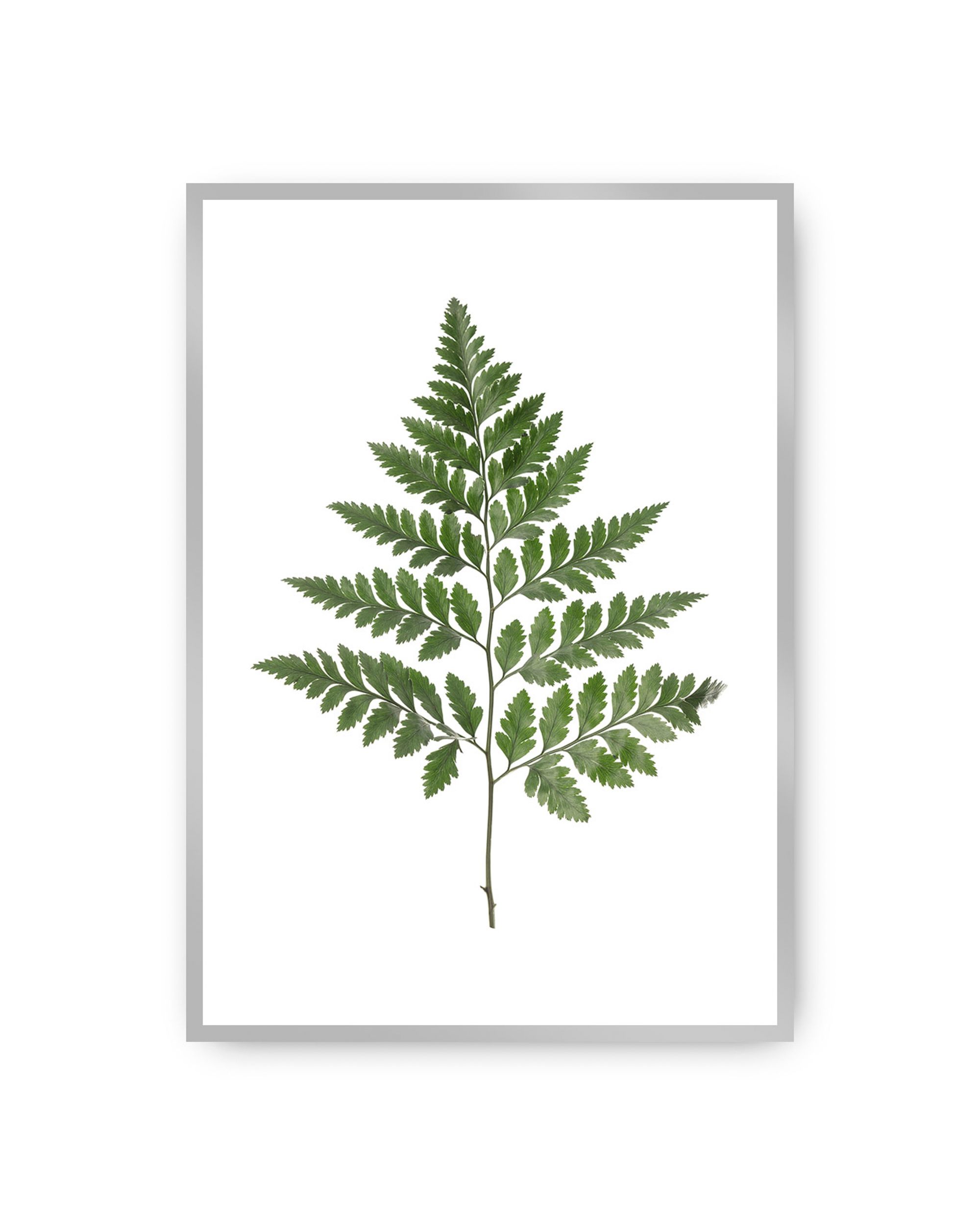 Plakat Fern Green