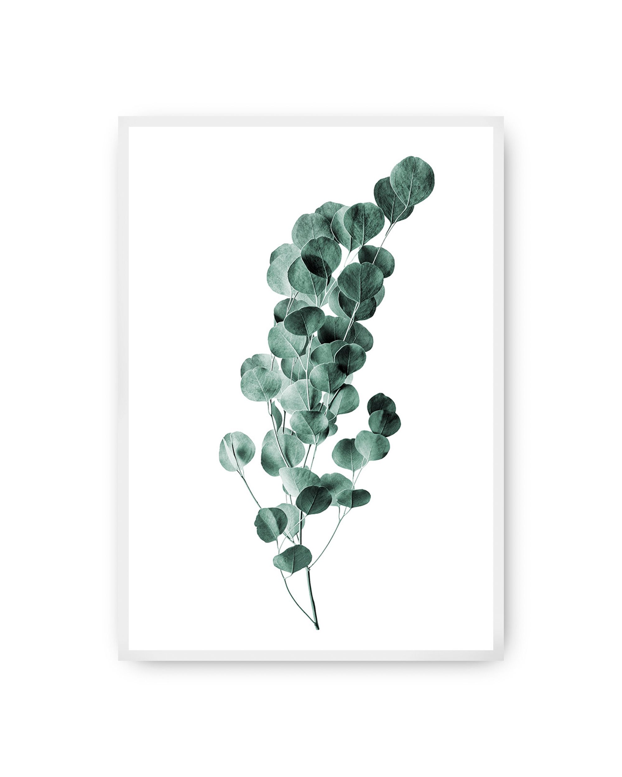 Plakat Eucalyptus Emerald Green