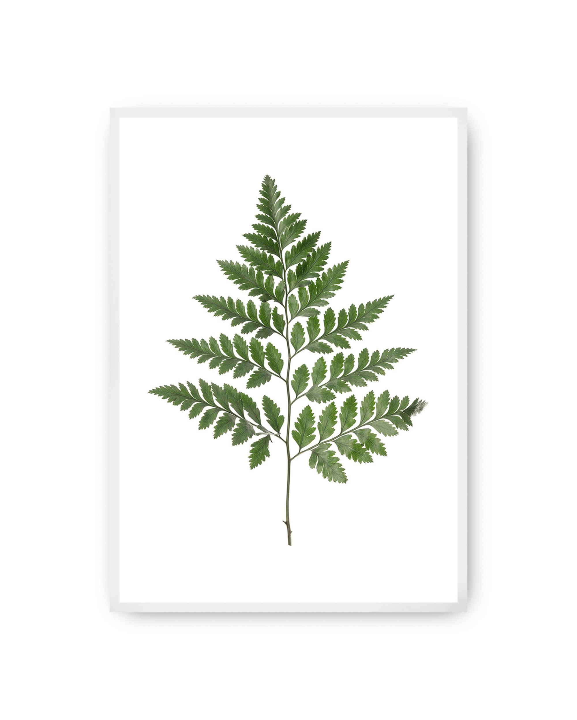 Plakat Fern Green