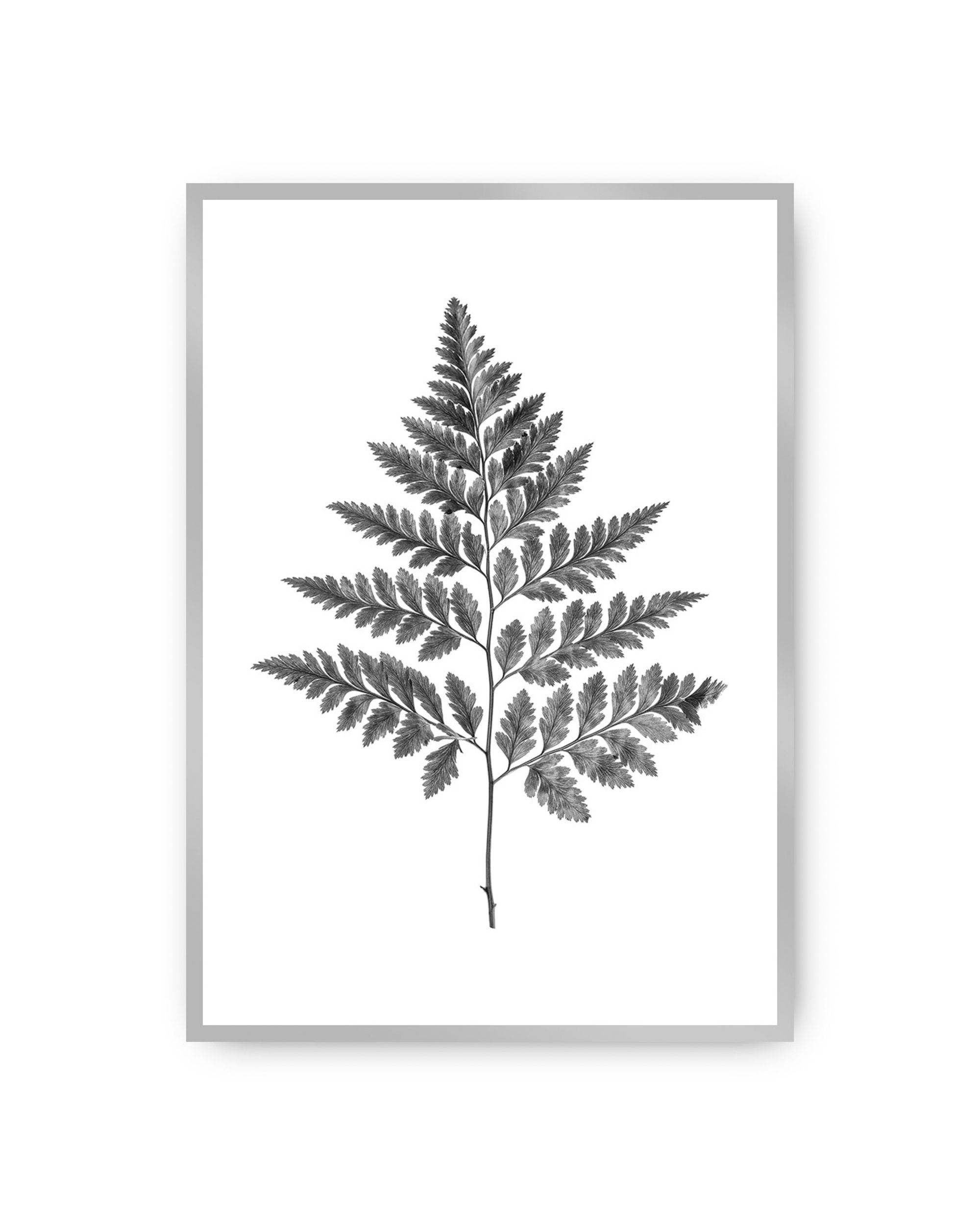 Plakat Fern Grey