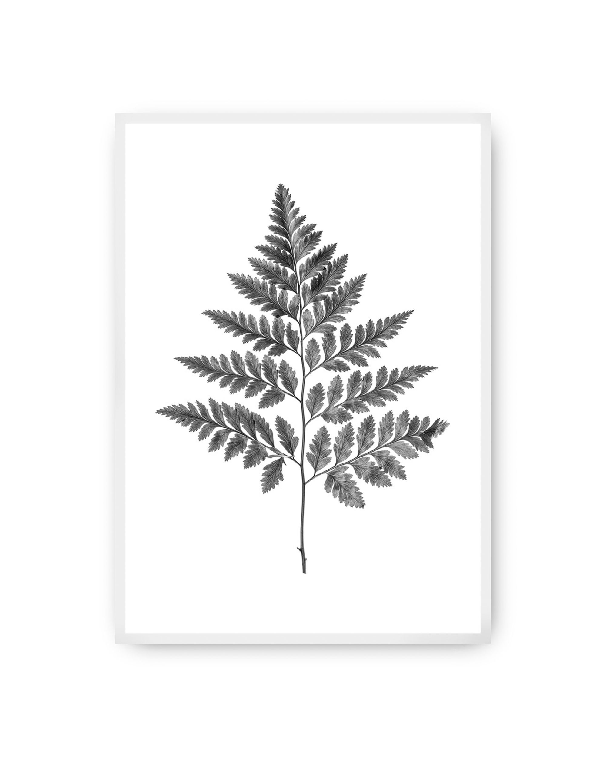 Plakat Fern Grey