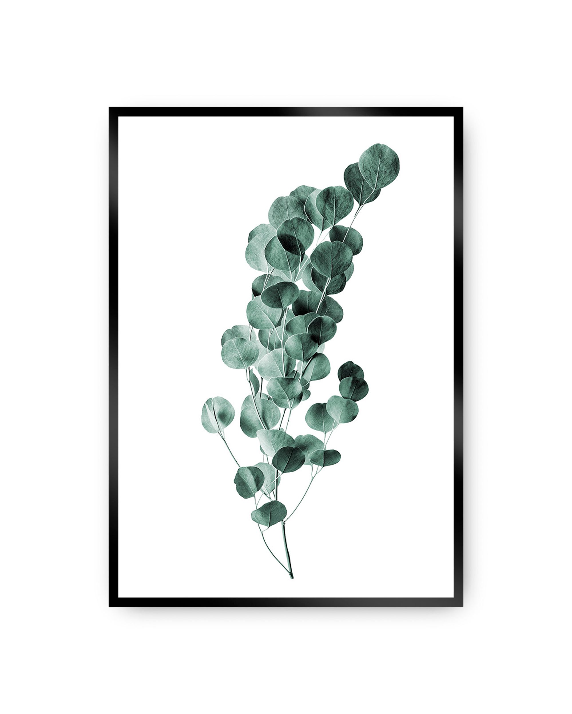 Plakat Eucalyptus Emerald Green