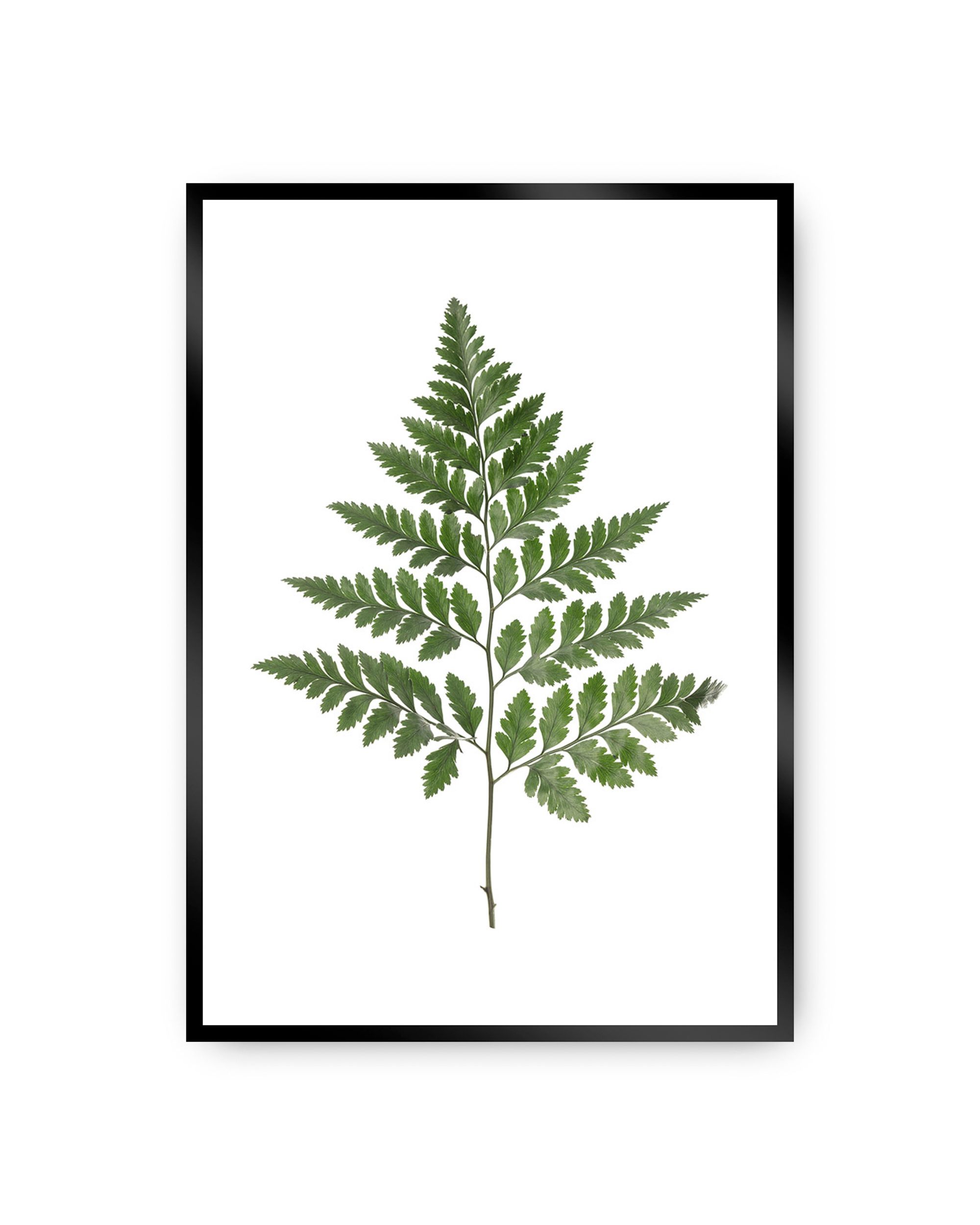 Plakat Fern Green