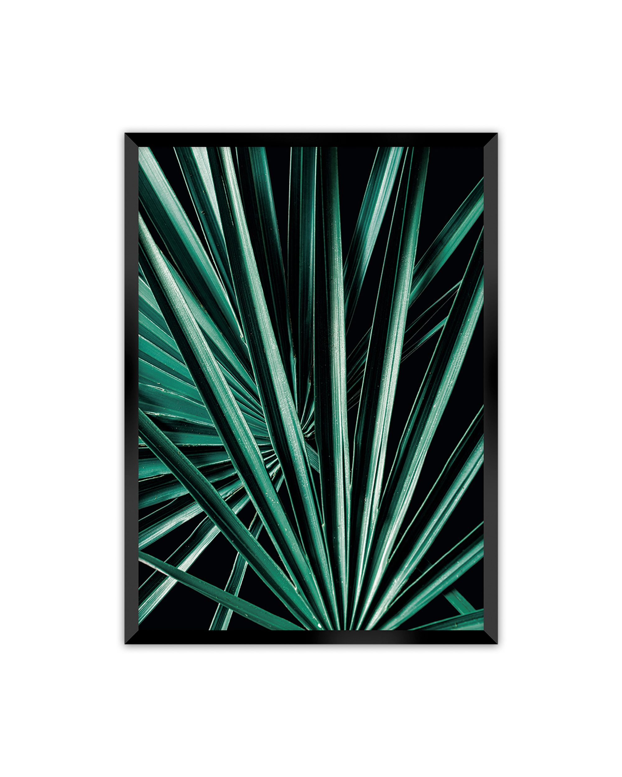 Plakat Dark Palm Tree