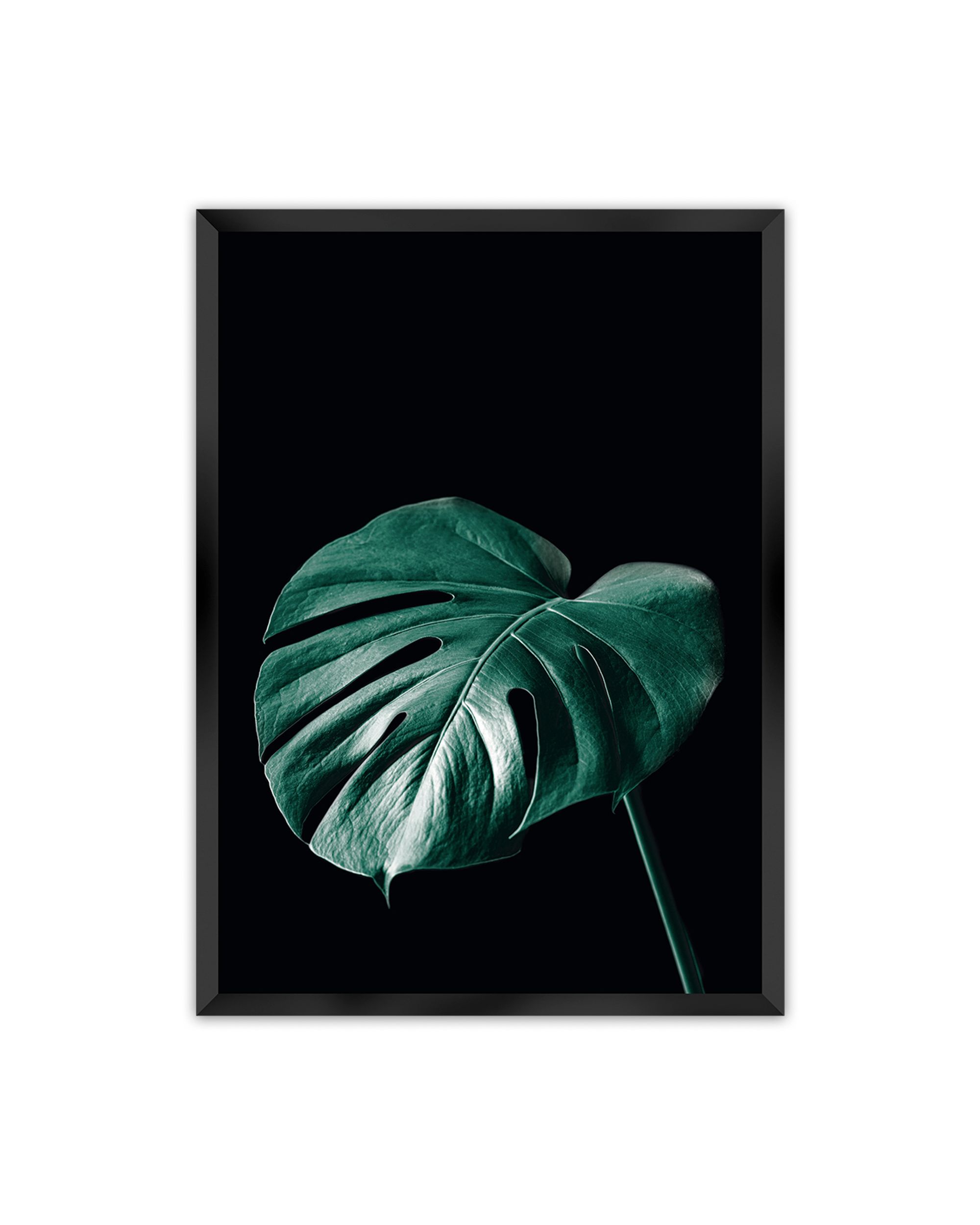 Plakat Dark Monstera