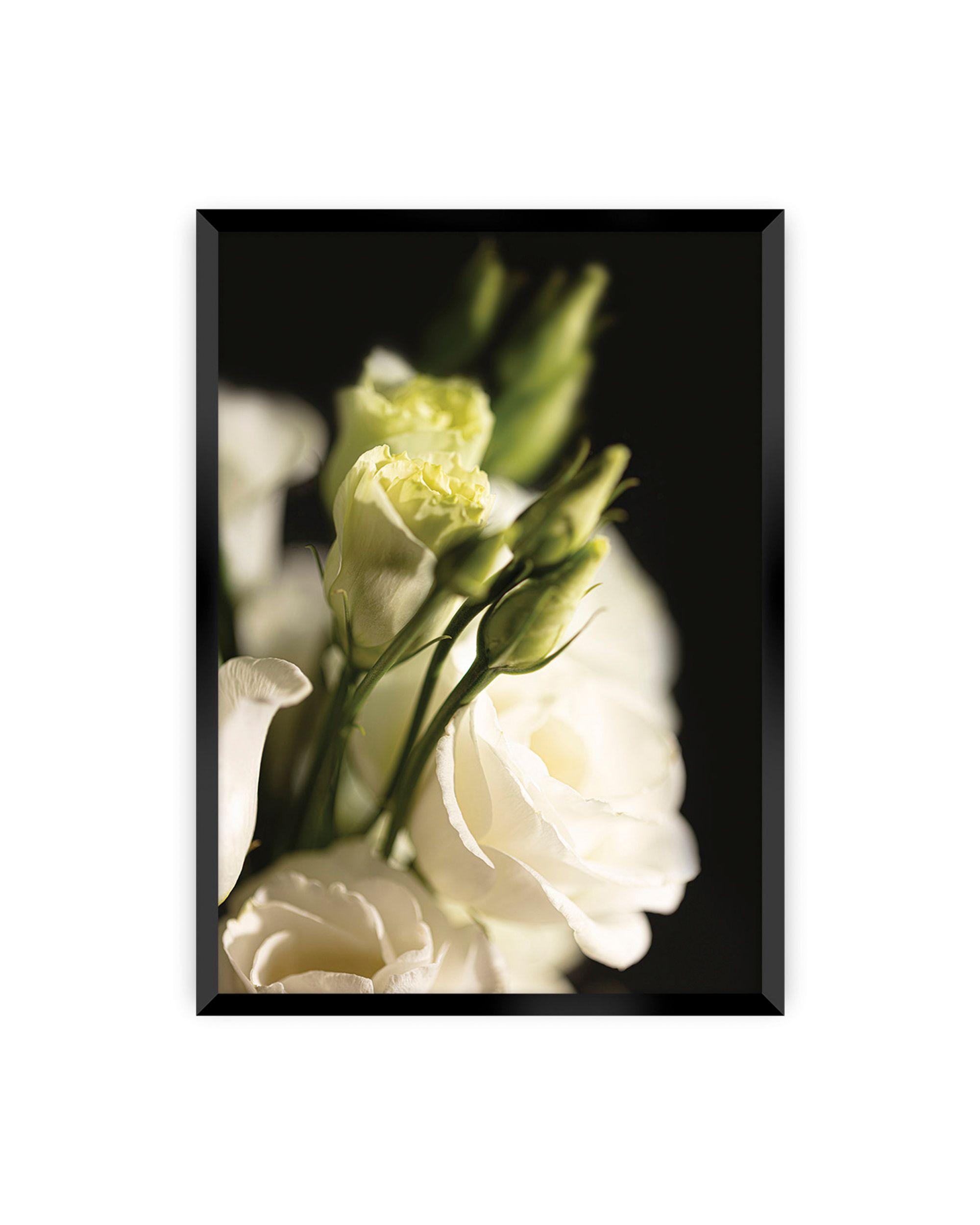 Plakat Dark Flowers I