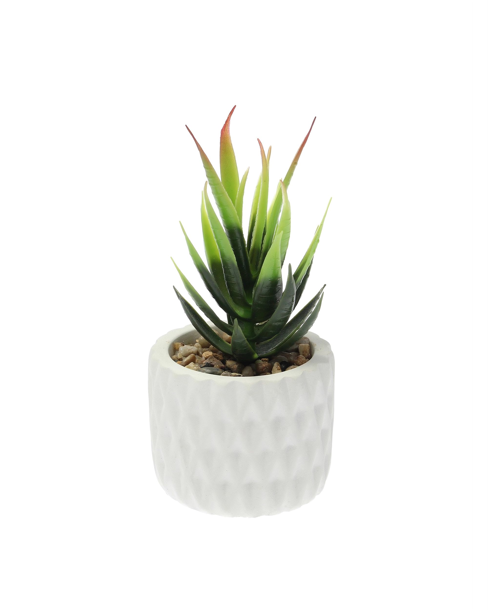 Dekoracja Sansevieria 12cm