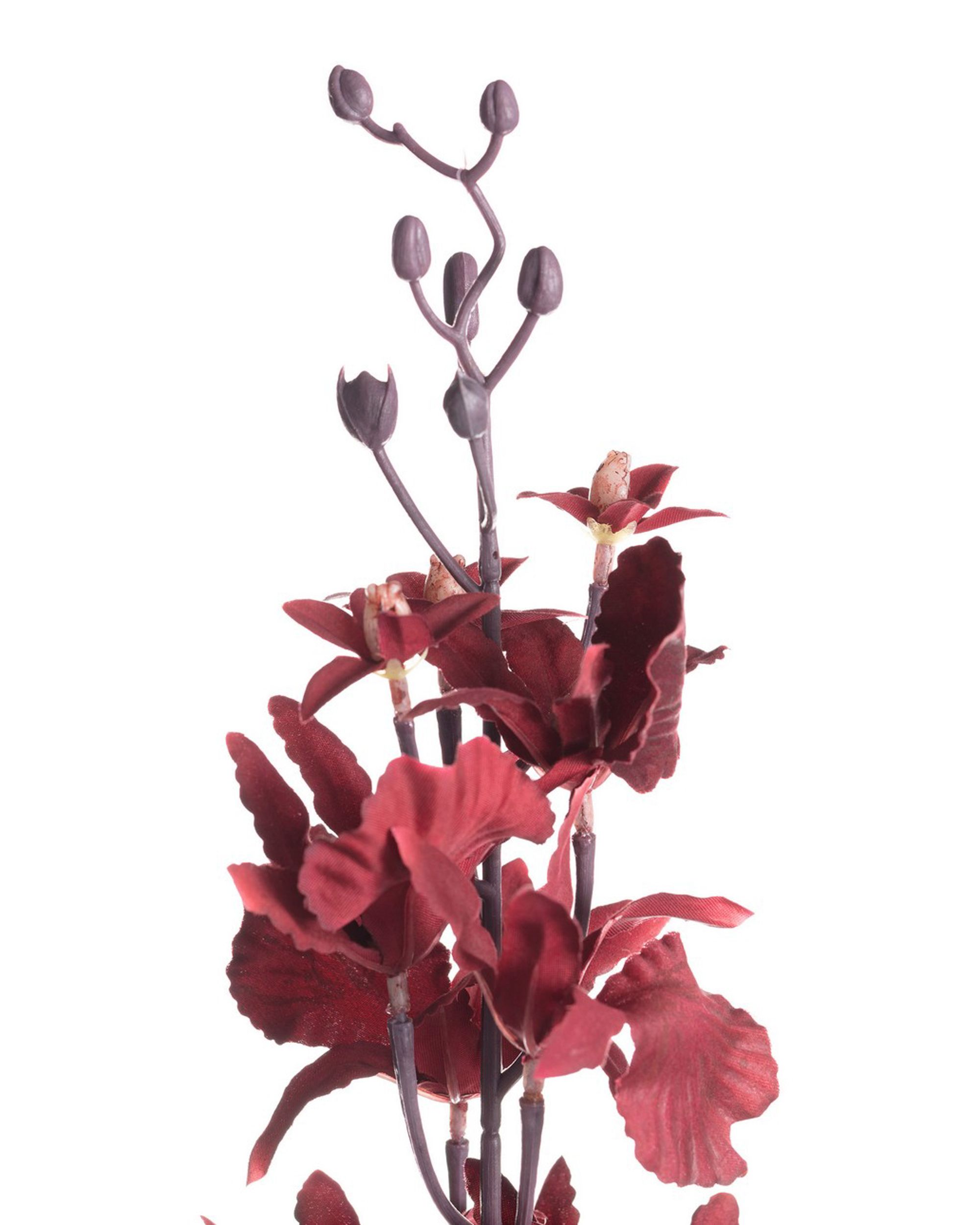 Orchidea 100cm maroon (hover)
