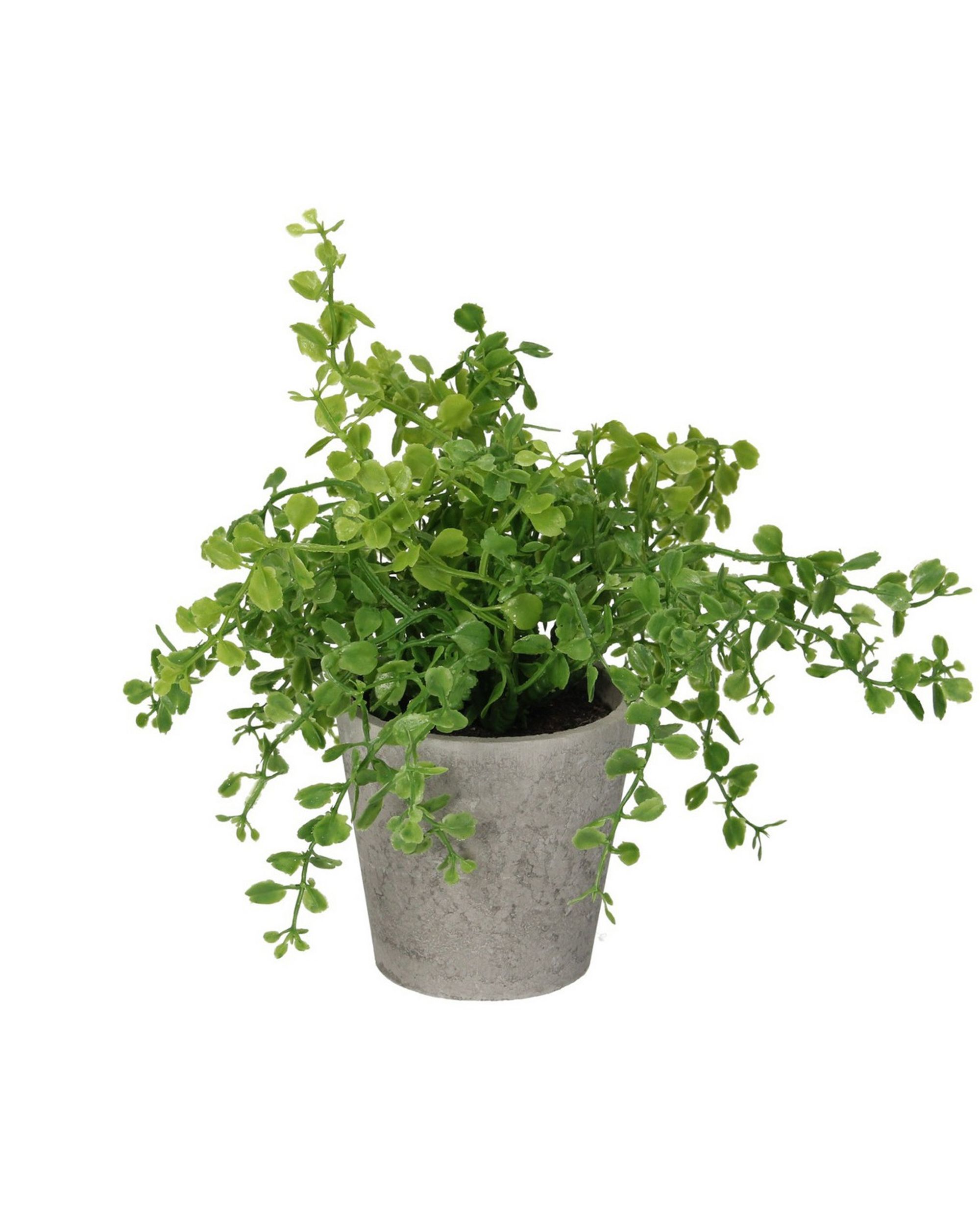 Eukaliptus w doniczce 16cm (hover)