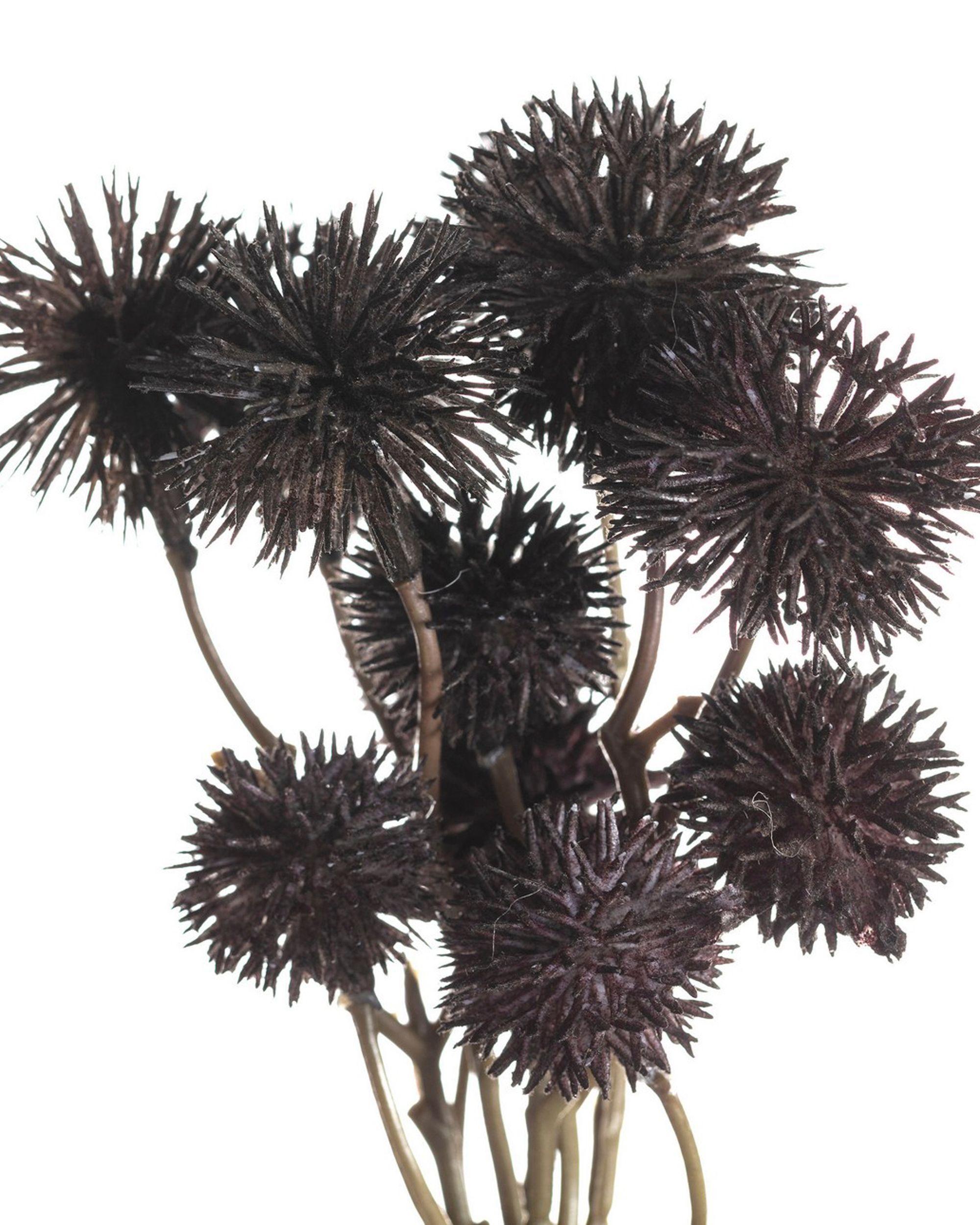 Bukiet Kraspedii 30cm deep brown (hover)