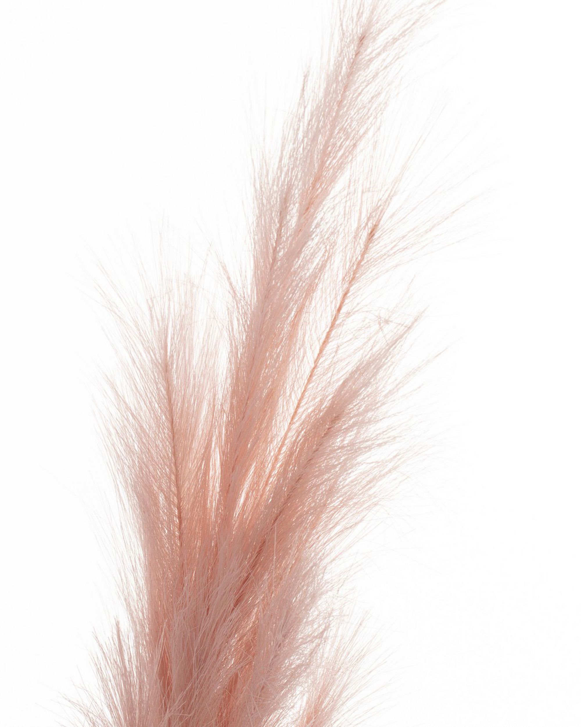 Gałązka Pampas 130cm pink (hover)