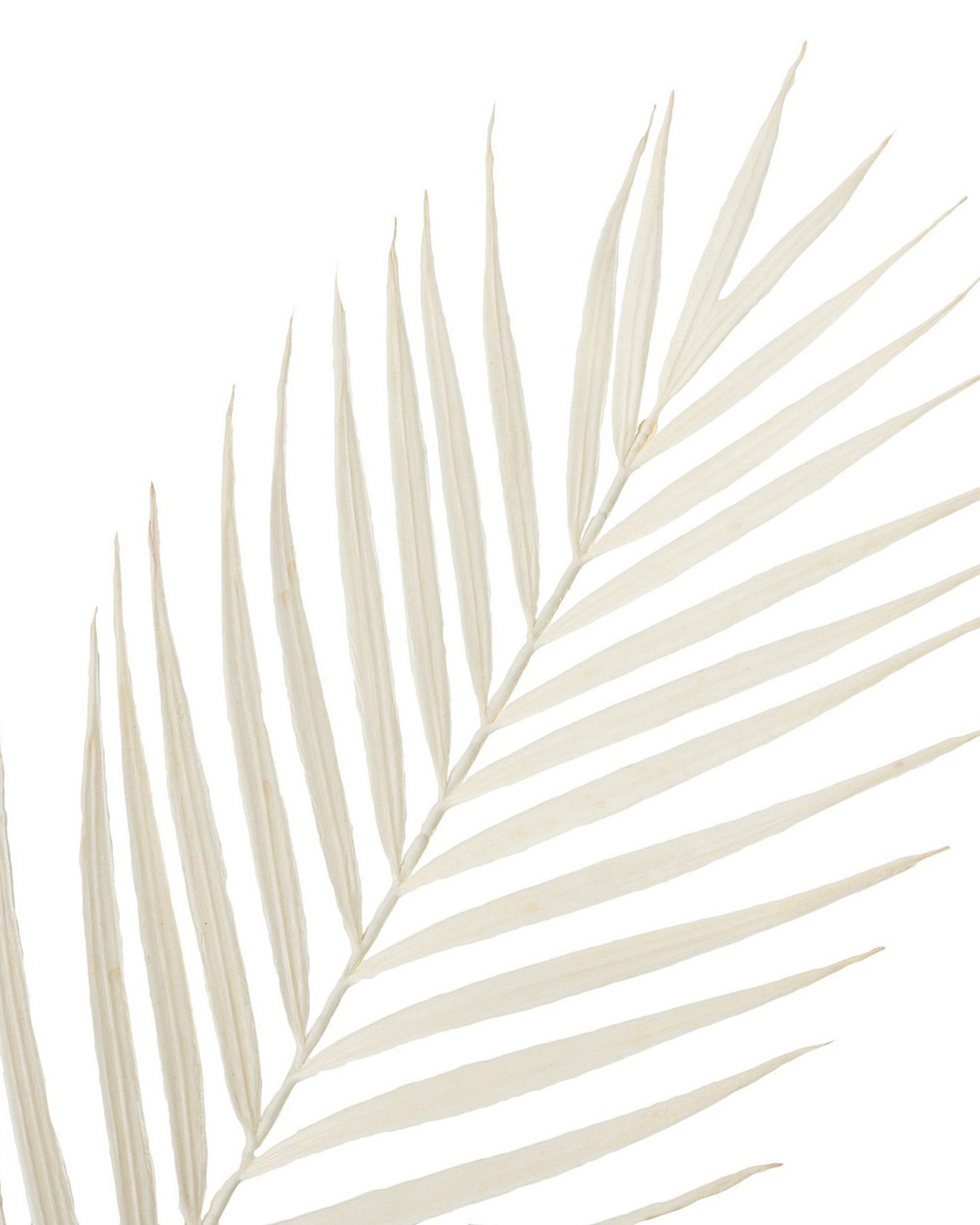 Gałązka Palmera 95 cm white (hover)