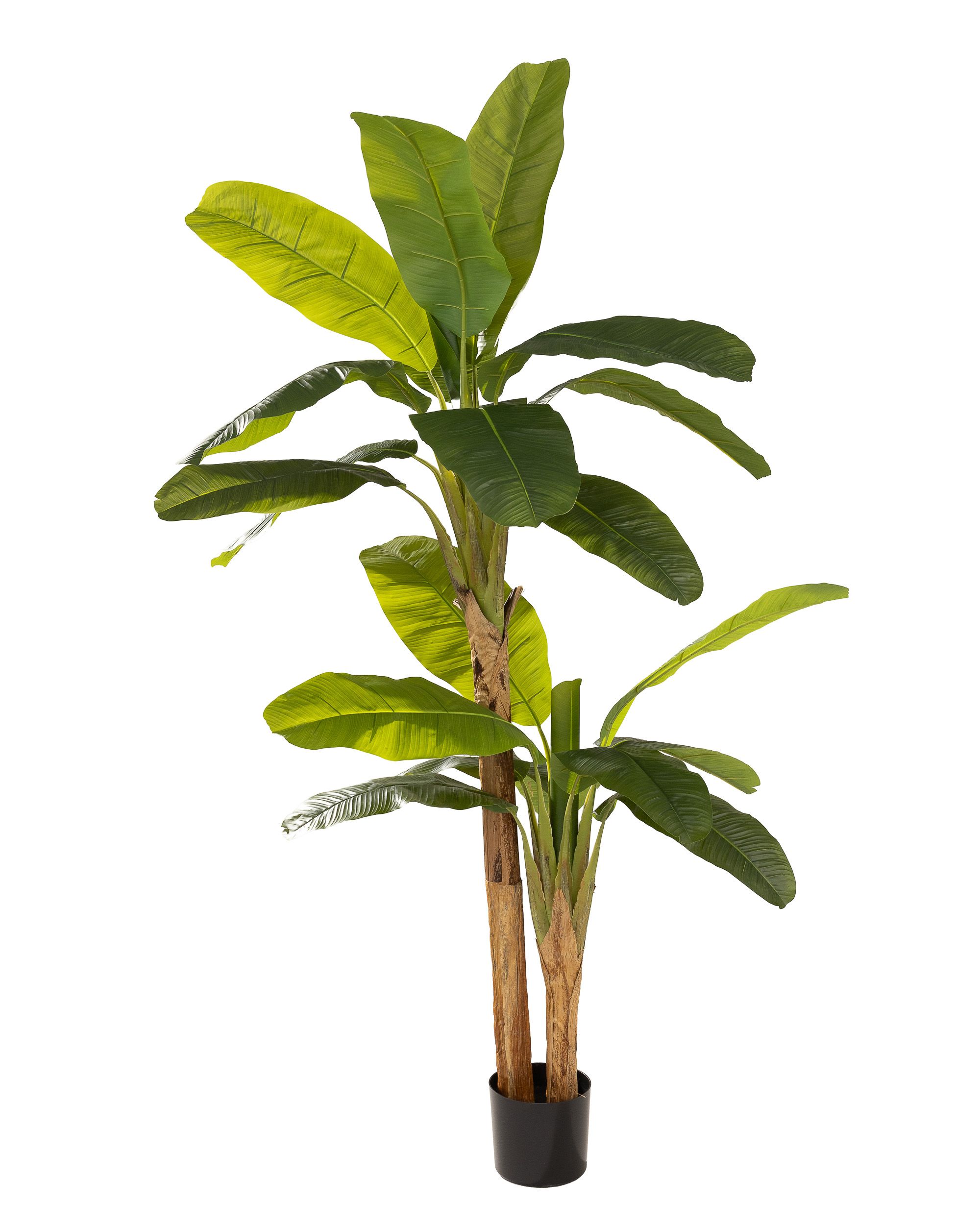 Bananowiec w doniczce 210 cm (hover)