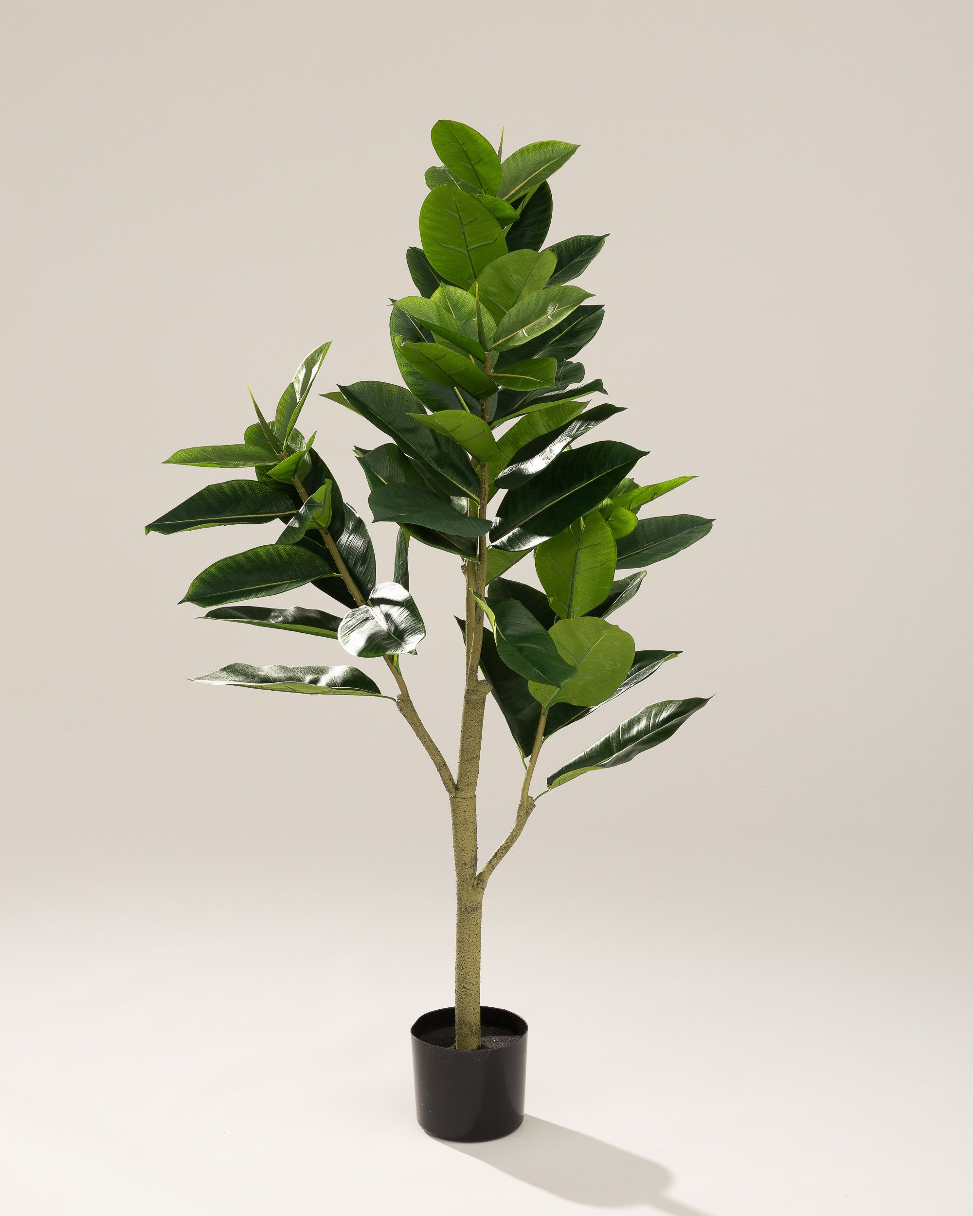 Fikus w doniczce 145 cm