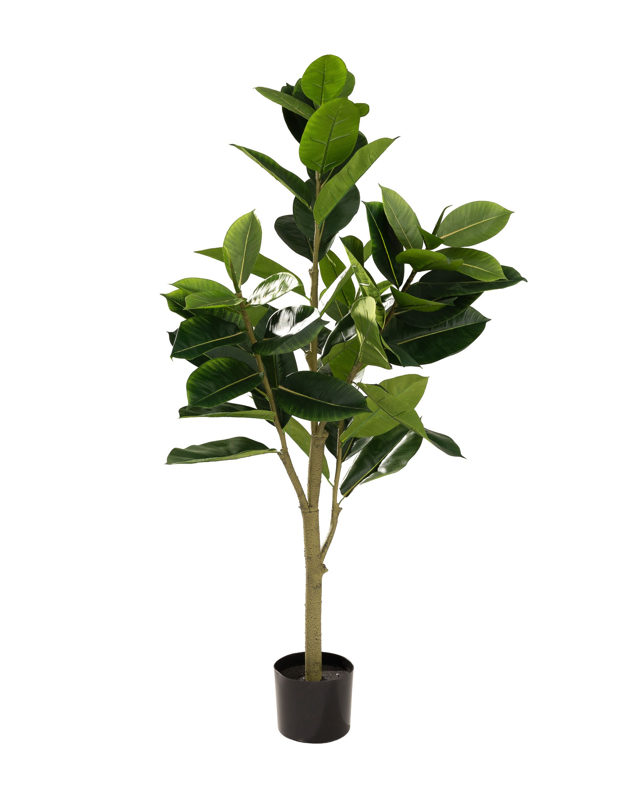 Fikus w doniczce 145 cm (hover)
