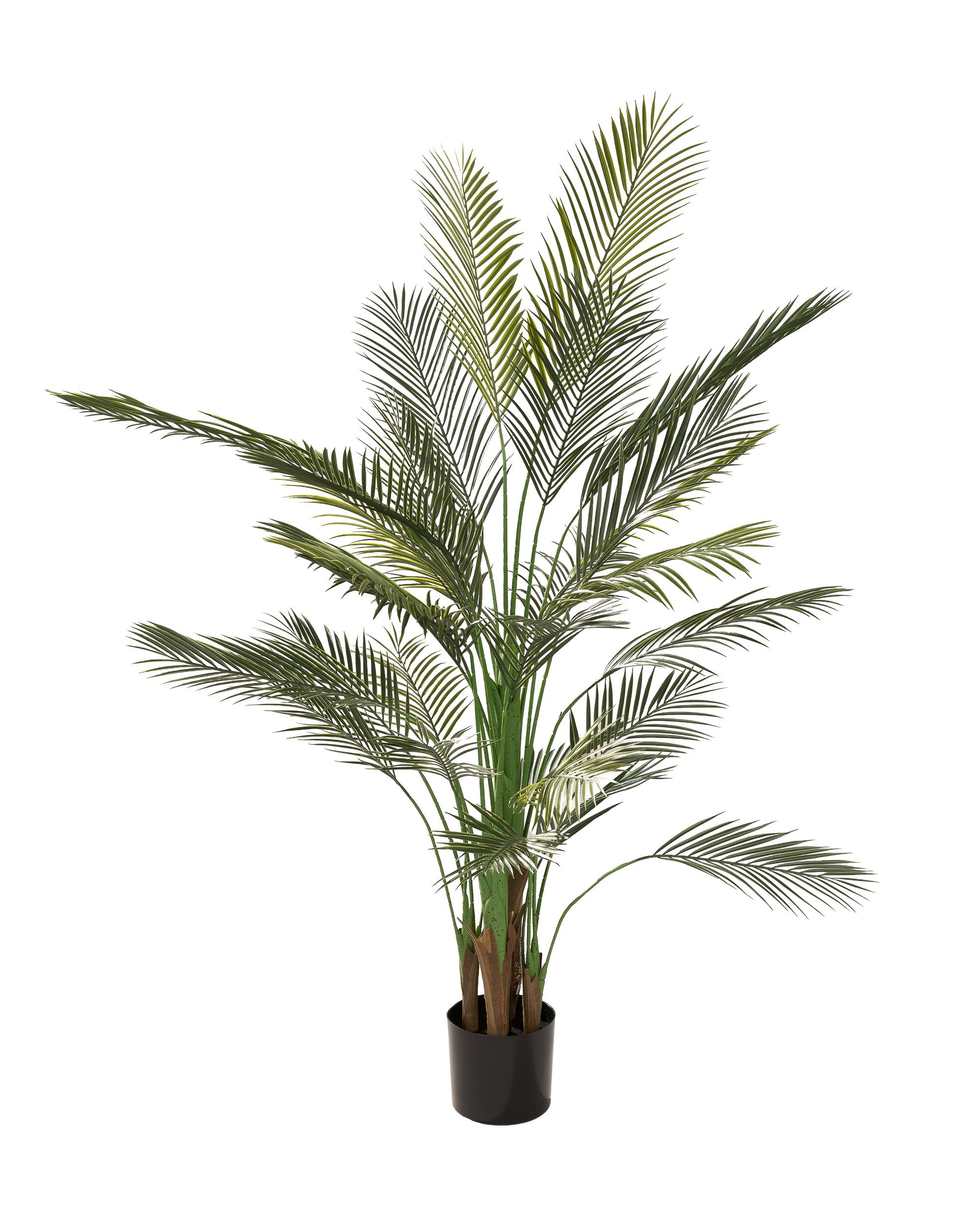 Palma Areka w doniczce 185 cm (hover)