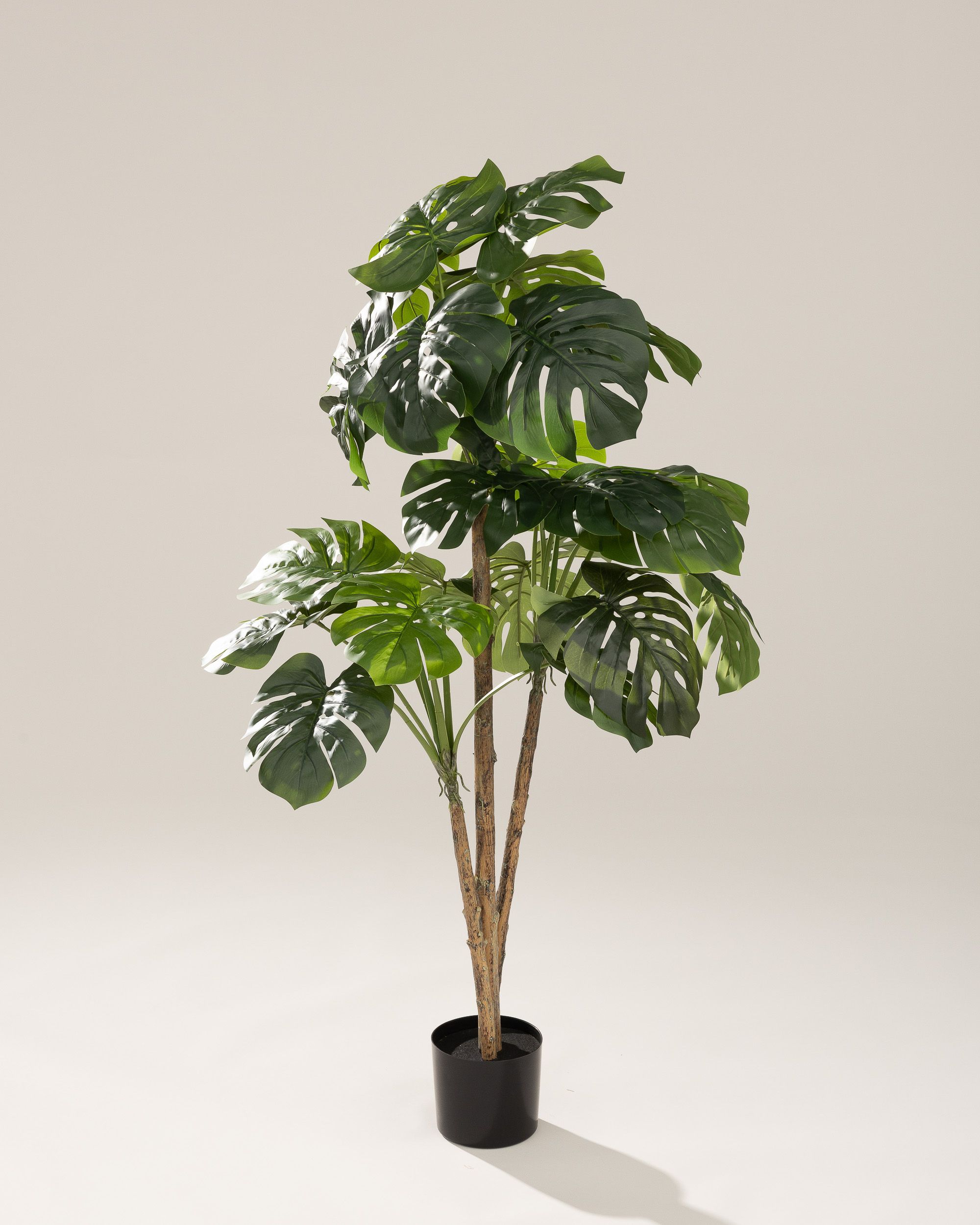 Monstera w doniczce 145 cm