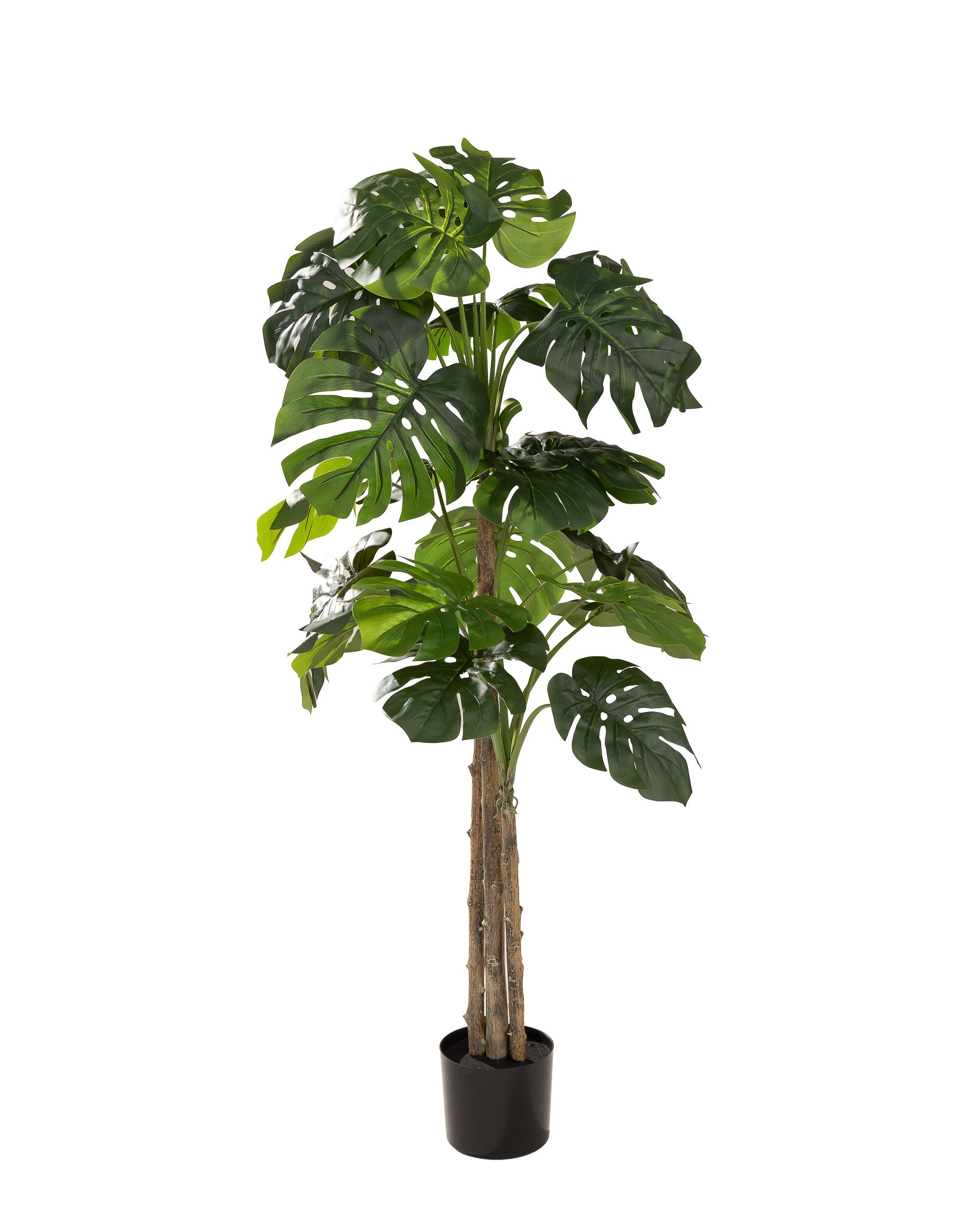 Monstera w doniczce 145 cm (hover)