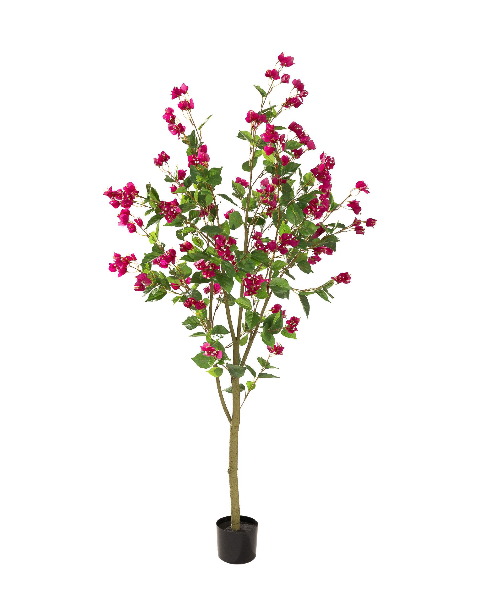 Bugenwilla w doniczce 180 cm (hover)