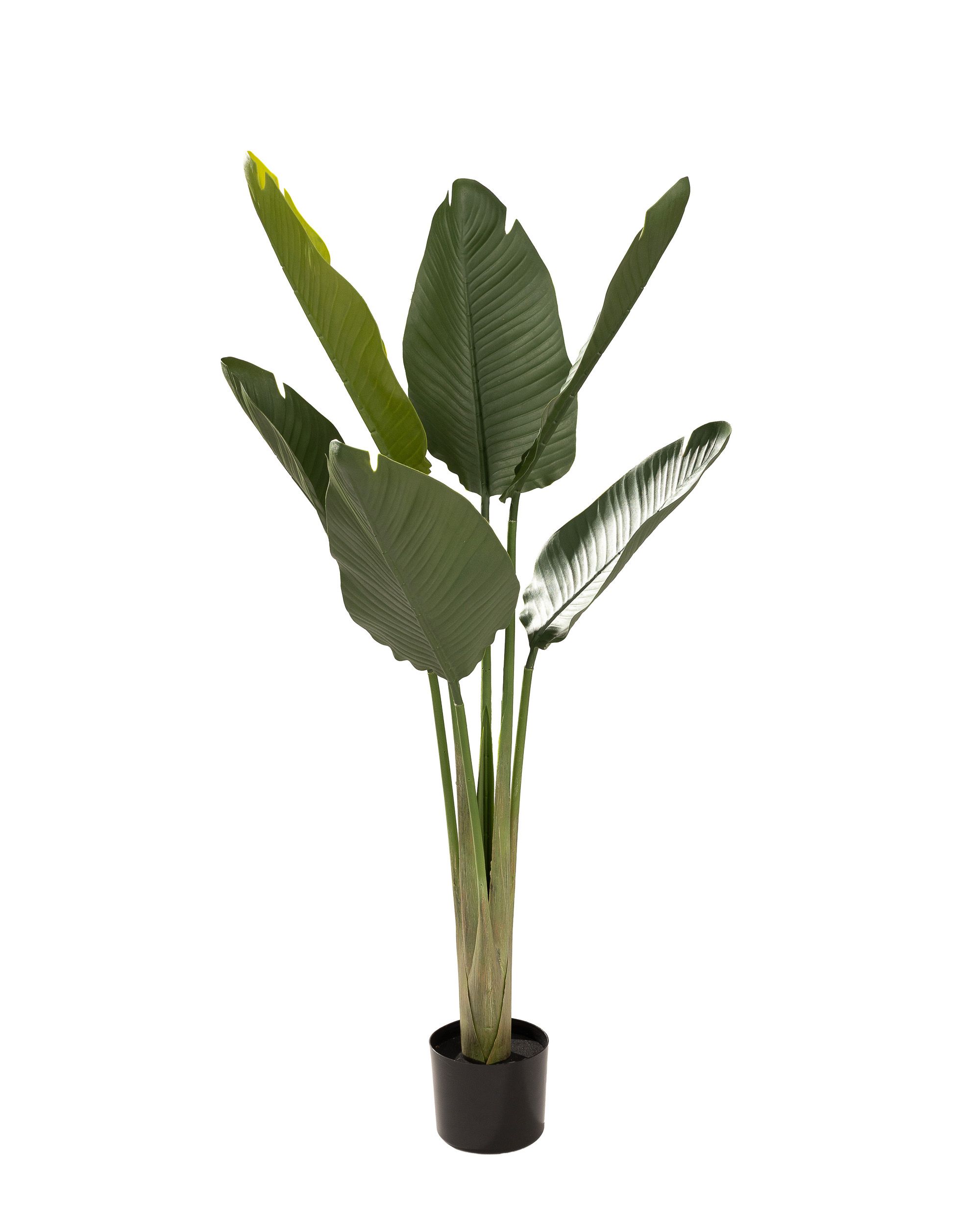 Strelicja w doniczce 130 cm (hover)