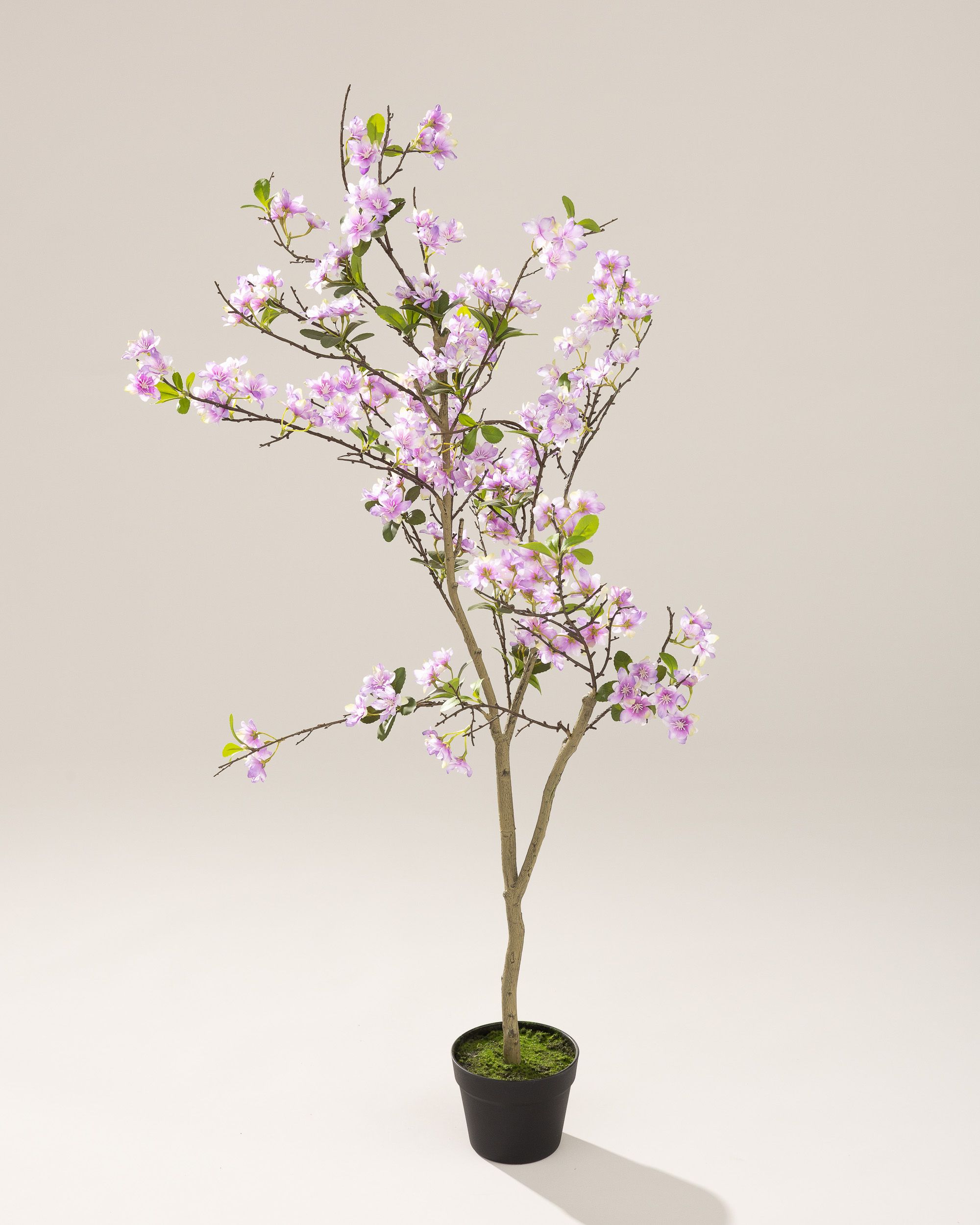 Drzewko Sakura w doniczce 130 cm