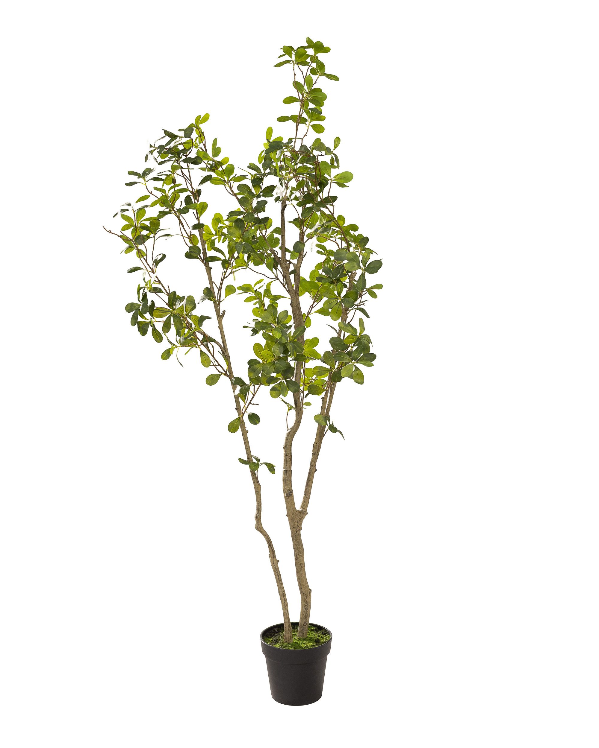 Drzewko Livo w doniczce 180 cm (hover)