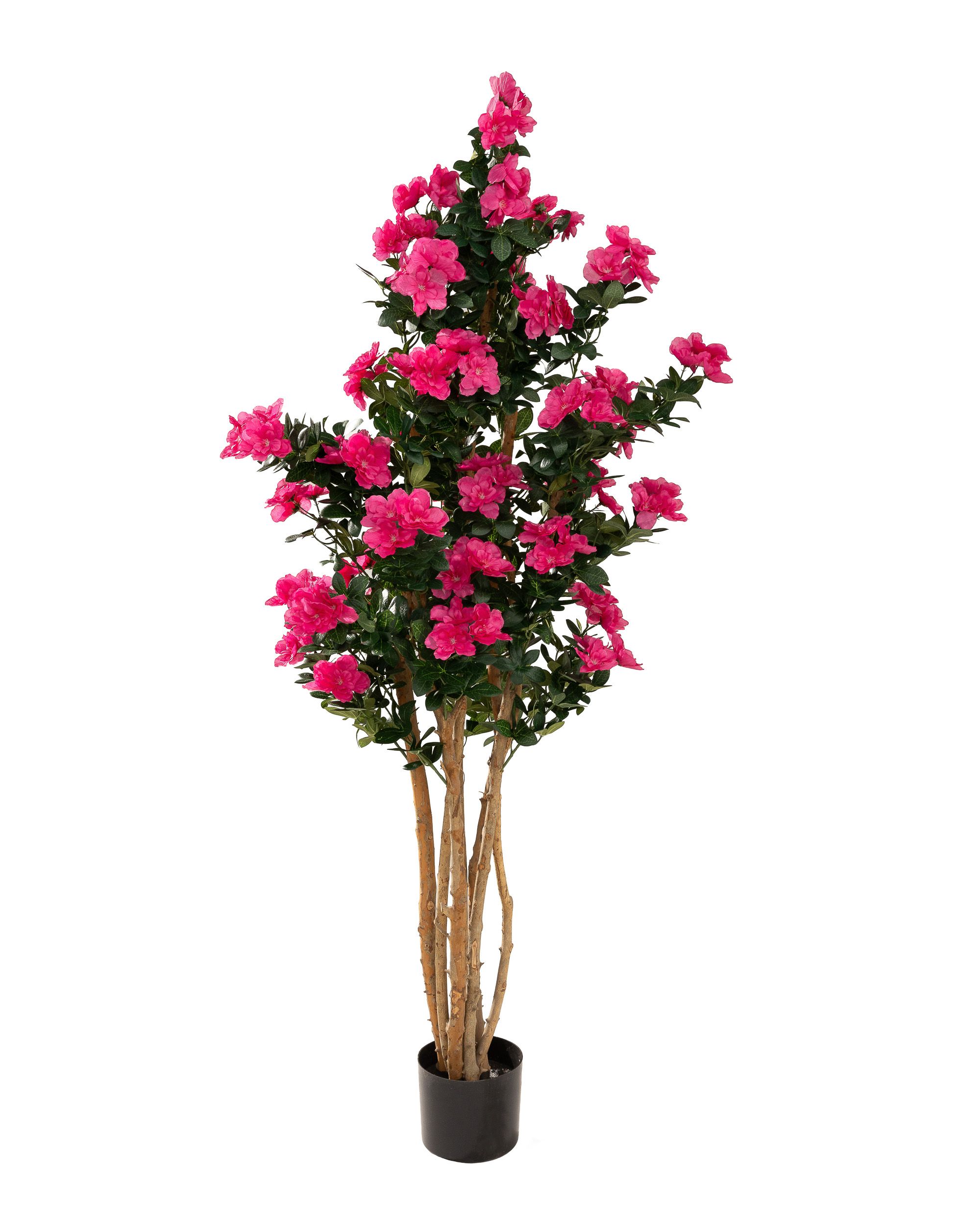 Drzewko Azalea w doniczce 170 cm (hover)