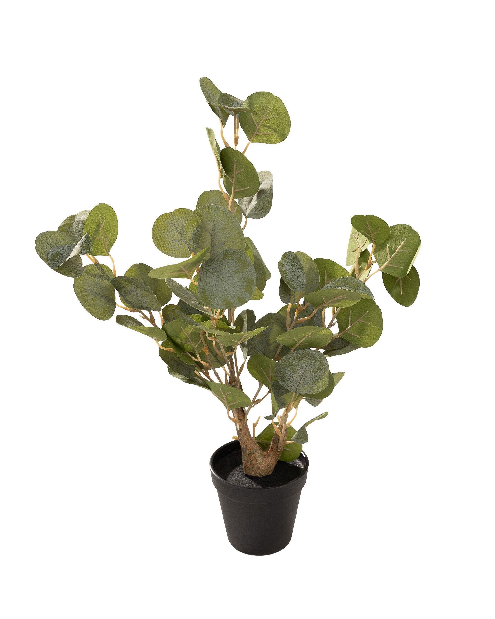 Eukaliptus Mini w doniczce 50 cm (hover)