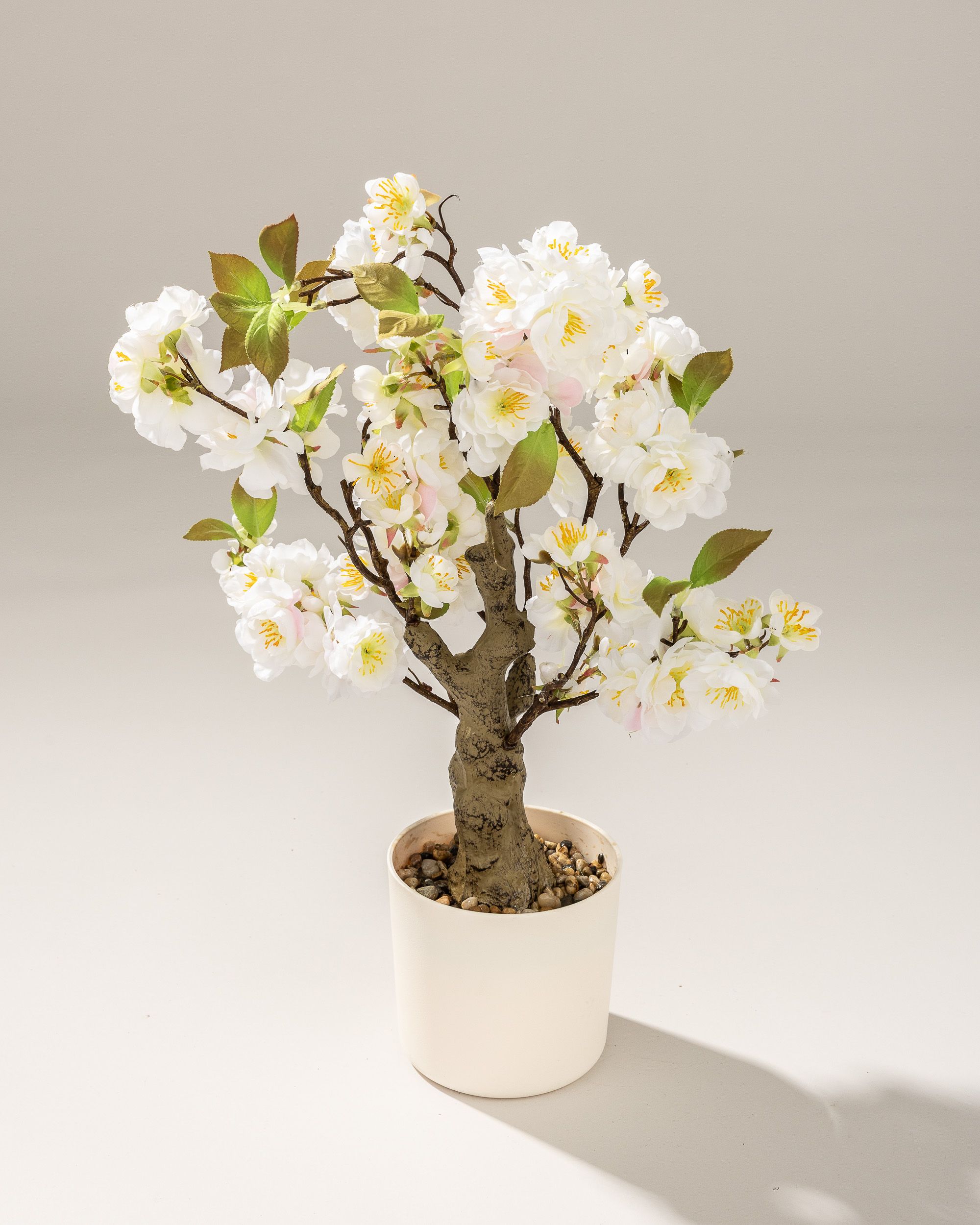 Drzewko Wiśnia Sakura w doniczce 50 cm