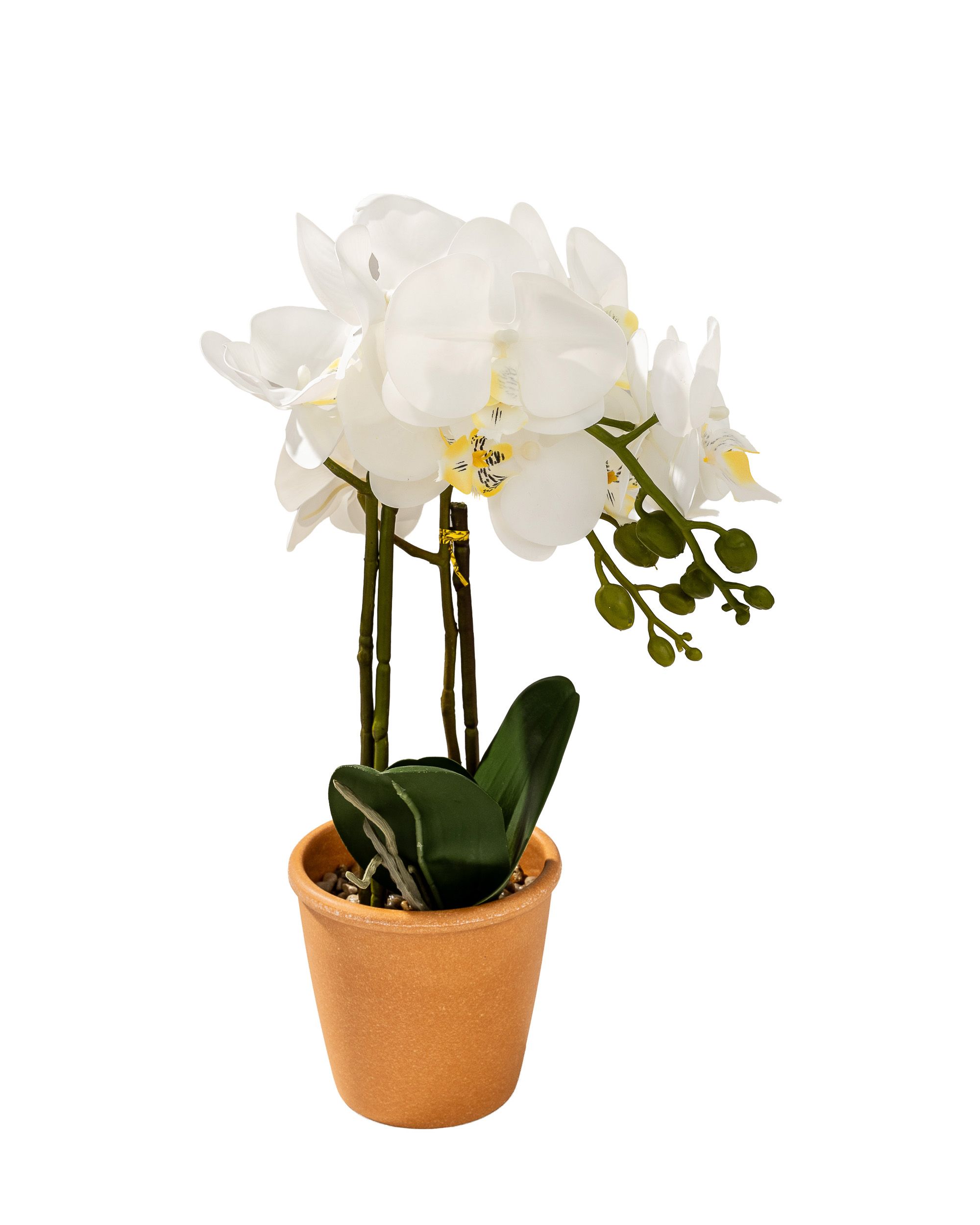 Storczyk Orchidea White w doniczce 45 cm (hover)