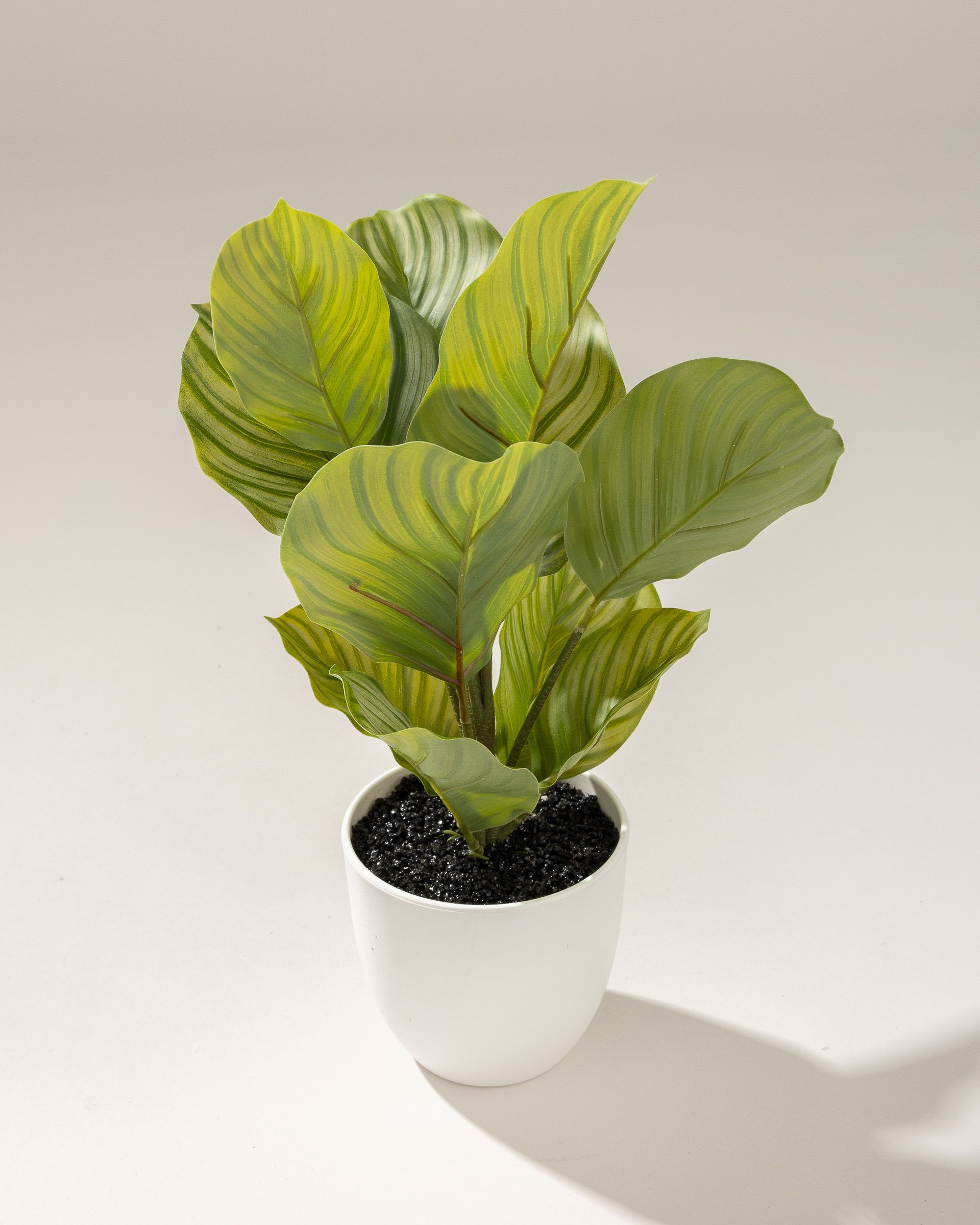 Dekoracja Kalatea w doniczce 35 cm