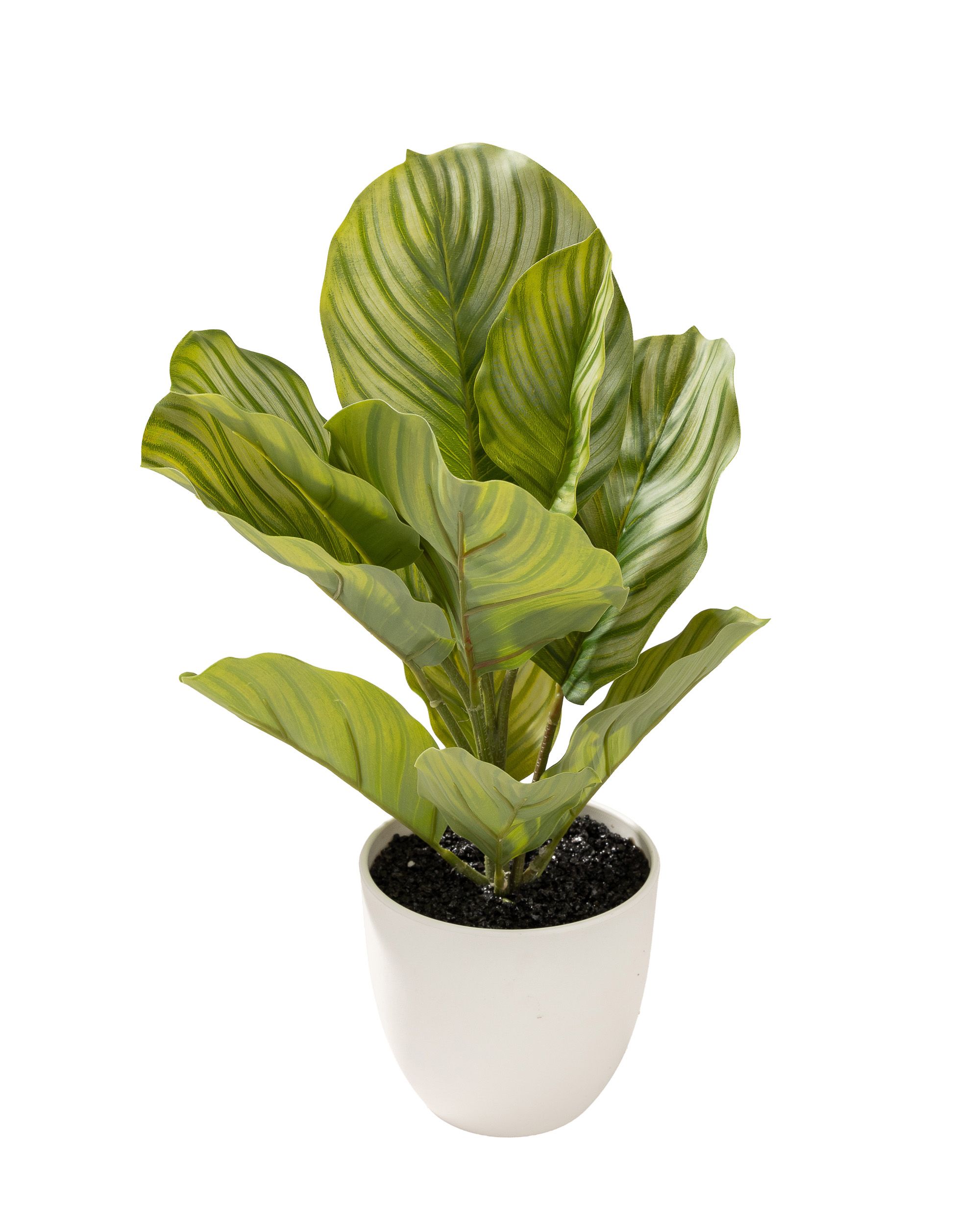 Dekoracja Kalatea w doniczce 35 cm (hover)